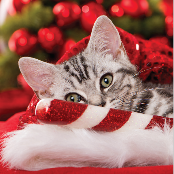 The Irish Blue Cross Christmas Cards 2025 - Image 4