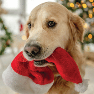 The Irish Blue Cross Christmas Cards 2025